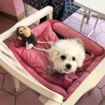 헤헤 옴마빠랑 부니기 죠은카페에 와따개 삥꾸방석이 매우 맘에 든다개! 찐구들두... in 2020 | High chair, Decor, Home decor