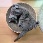 Russian Blue Cats | 고양이
