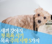 새끼 강아지 목욕 시기 언제부터 주의 사항 5가지 | 2025 펫리코