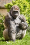 GORILLA에 있는 bae님의 핀