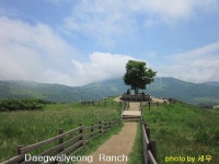 대관령 삼양목장