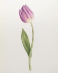 #튤립 #tulip #botanicalart #식물세밀화 #보태니컬아트 #꽃그리기 #colouredpencils #색연필일러스트 #취미미술 #원데이클래스... 