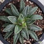 아가베 화이트금4000(Agave spp) - 아프리카식물(Africa Plant)