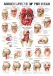 Columna에 관한 80개의 최상의 Pinterest 이미지 | 마사지 요법, 물리치료 및 침술 Columna