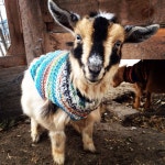 goat dreams에 관한 8개의 최상의 Pinterest 이미지 | 아기 염소, 염소 및 농장 goat dreams
