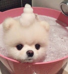 Pin page Pin de way essential en Pet | 네발친구들 en 2024 | Animales adorables, Perros, Mascotas