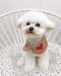 성분으로 노폐물을 감소시켜피부에 탄력을 주어 보송보송 매끄럽고 건강한 피부피모로 만들어줍니다 - - #도그보니타#보니타... | Bichon frise