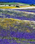 Beautiful, Alentejo, Portugal | 자연 사진, 정원 가꾸기, 아크릴 풍경화
