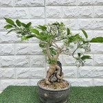 진궁.고마유미.석부분재[동일품] - 분재(Bonsai)