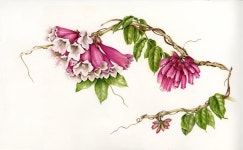 Flowers Gallery — Botanical Artist & Illustrator, Learn to draw Art Books, Art Supplies, Workshops | 색연필