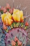 동탄플로리아&화성조경 | Floral에 관한 71개의 최상의 Pinterest 이미지 | 조경, 다육식물 및 다육 식물 Floral