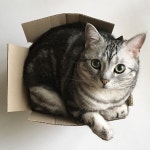 . . 택배오는 날 = 맥스의 새 박스 얻는 날. 박스가 너무 작아서 곧 터질 듯 . . . #고양이 #아메리칸숏헤어 #아메숏 #캣스타그램...