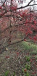 이천 산수유마을 | 일상