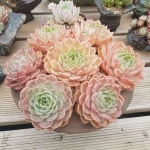 plants에 관한 23개의 최상의 Pinterest 이미지 | 다육 식물, 다육식물 및 실내용 화초 plants
