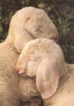 Sleepiest Animals on Earth에 관한 45개의 최상의 Pinterest 이미지 Sleepiest Animals on Earth