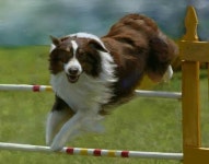 Puppy에 있는 Jfd Zpijfd님의 핀