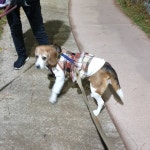 개모임 덩치들 ... (With images) | Dog sitting, Dog lovers, Dog selfie