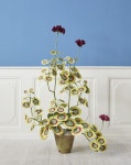 Paper Flowers - The Apartment - 2023 | 종이접기