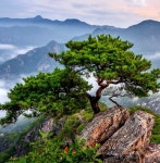 TREE ✿ڿڰۣ(̆̃̃ღ에 있는 *별*영희71P 스위치온님의 핀 | 풍경 사진, 사진, 농장 주택