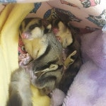 쿨쿨     쿨쿨     ##마루#체리#슈가글라이더#슈가글라이더키우기#슈가글라이더일상#펫스타그램#펫육아#소동물... 