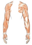 Pin by 베 헬라 on 인체크로키 | Human anatomy drawing, Anatomy sketches, Anatomy drawing