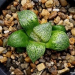 (특가할인)도원향(중묘) 102-32(Crassula tetragona) - 하월시아(Haworthia)