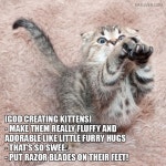 Shadow!에 관한 37개의 최상의 Pinterest 이미지 | 새끼 고양이, 웃긴 동물 및 Cute kittens Shadow!