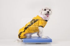 애견 pho141_314 pho141, 프리진, 사진, 동물, 콘셉트, 애완동물... 반려동물, 반려견, 살빼기, pho141, pho141d, 몸무계 | 애견, 애완동물, 동물