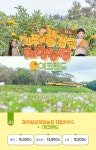 제주왕감귤체험농장+에코랜드 관광지 입장권 할인 디자인 / 제주여행