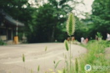 가야산 자작나무 갤러리 펜션에서 함께한 중학교 동창 가족 1박 2일 | 자작나무, 갤러리, 중학교