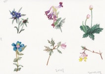 Pin by 김현정 010.2866.6265 on 경주 천아트-들꽃향기 | Flower art, Floral watercolor, Watercolor paintings