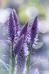 Gardens...에 관한 114개의 최상의 Pinterest 이미지 | 정원 가꾸기, 꽃 정원 및 작은 정원 Gardens...