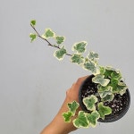 반딧불이아이비 102/ 동일품배송(Hedera helix) - 공기정화식물(air purifying plants)