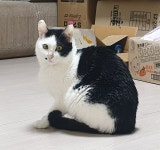 우리집 고양이들에 있는 백수집사네님의 핀 - 2021 | 고양이
