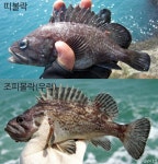 [어류도감/선상낚시] 참우럭을 아십니까? 띠볼락과 누루시볼락에 대해