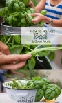 Herbs에 관한 22개의 최상의 Pinterest 이미지 | 요리법, 허브 및 약초 Herbs