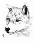Pin by 박하린 on Wolflove | Wolf sketch, Animal drawings sketches, Animal drawings