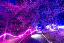Pin page Pin by JAEWON PARK on 조형조명 in 2024 | Enchanted forest scotland, Enchanted forest, Forest photos