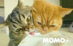 모모 햝짝 (feat.루랑이) | Momo, Cats, Hero