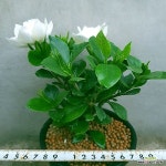 치자 꽃향이최고중에최고입니다 0457 산아래다육이 - 관엽식물(Foliage)