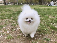 6년을 봐도 늘 이쁜 댕댕이 #안벗겨지는콩깍지」 | Cute husky puppies, Puppies, Cute baby animals