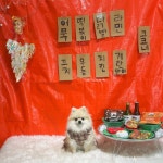 🍶🍺 #외상사절 #현금환영 #멍포차 #포장마차 #포차 #모델견 #강아지모델 #펫모델 #petmodel . . 🏷 블랑s 원피스 @knn__official... 