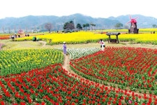 “낙동강 옆에 펼쳐진 대장관”… 축구장 150개 규모의 전국 최대 유채꽃 군락지