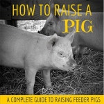 Piggies에 관한 49개의 최상의 Pinterest 이미지 | 돼지, 돼지고기 및 뒤뜰 농장 Piggies