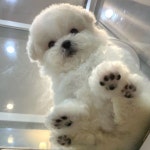 오늘의 강아지는 누구개?🐶 매일 귀여운 강아지 보러오세요😁 @cute._.dailydog 팔로우 감사합니다♥ . . . Credit :… in 2024... 