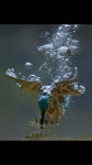 Papillon Park님의 물나라 | 새 그림, 벌새, 새