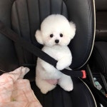 🐶 매일 귀여운 강아지 보러오세요😁 @cute._.dailydog 팔로우 감사합니다♥ . . . Credit : @hazelnut_dog . . . #귀여워 #ㅠㅠ #뱃살…”