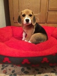 Beagles look great in Red Beds! | 강아지, 개