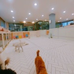 #꿈린놀이방  #       #dogkindergarten #꿈에개린 #꿈린 #강남강아지호텔 #대형견호텔 #강남강아지유치원 #애견호텔 #애견유치원 #강아지호텔...