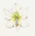 Flowers Gallery — Botanical Artist & Illustrator, Learn to draw Art Books, Art Supplies, Workshops | 색연필